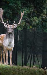 animales cinegéticos