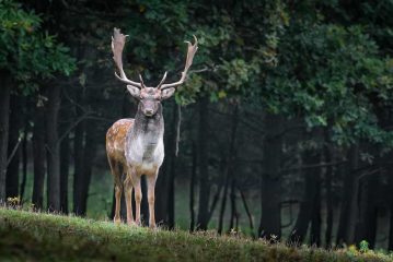 animales cinegéticos